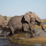 How Fast Can an Elephant Run