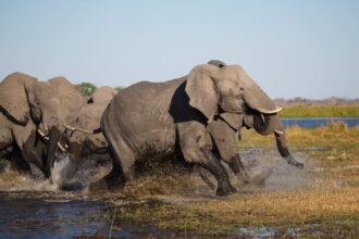 How Fast Can an Elephant Run