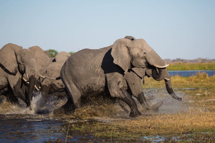 How Fast Can an Elephant Run