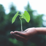 The Role of Experimental Ecosystem Platforms in Tackling Climate Change