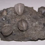 What Are Blastoids and Why Are They Important?