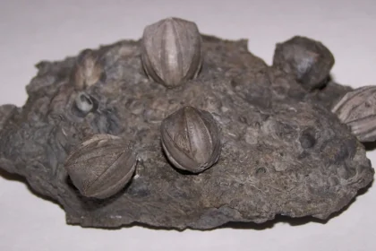 What Are Blastoids and Why Are They Important?