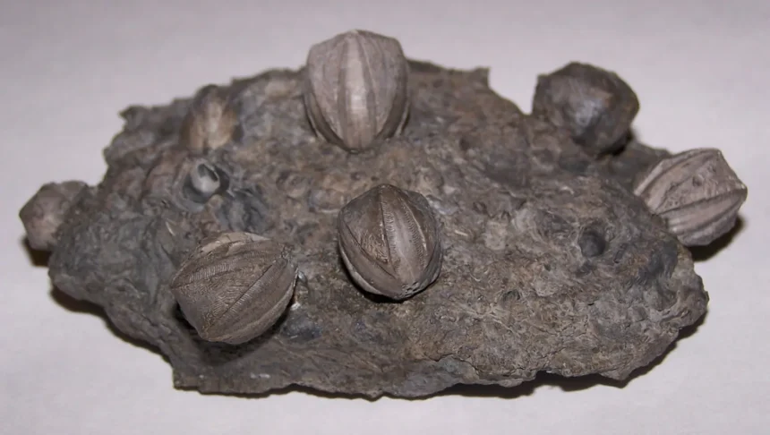 What Are Blastoids and Why Are They Important?