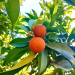 Madrone in Lushootseed Pronunciation Audio: A Complete Guide