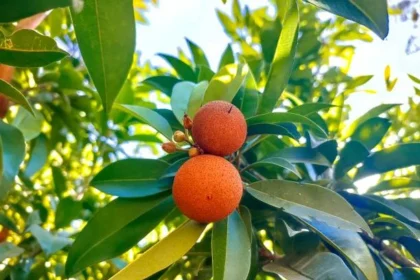 Madrone in Lushootseed Pronunciation Audio: A Complete Guide