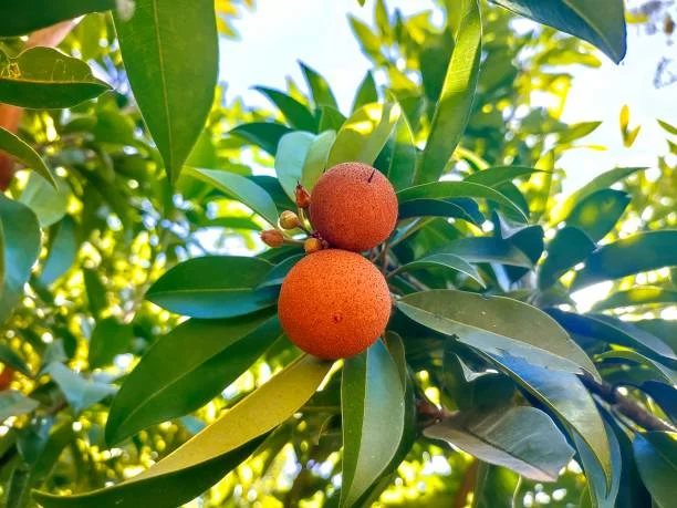 Madrone in Lushootseed Pronunciation Audio: A Complete Guide