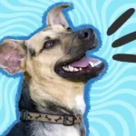 The Funny Animal Jokes