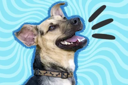 The Funny Animal Jokes