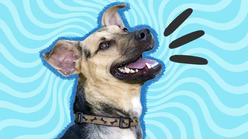 The Funny Animal Jokes