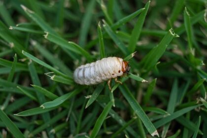 Lawn's Unseen Enemies