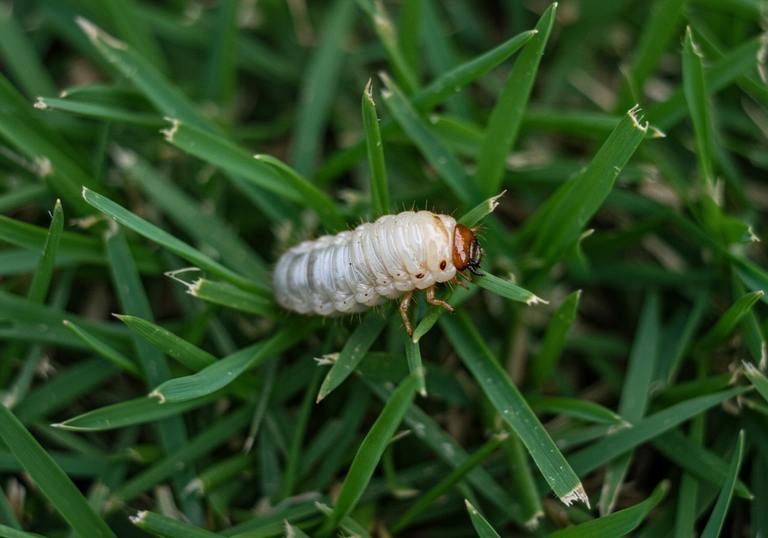 Lawn's Unseen Enemies