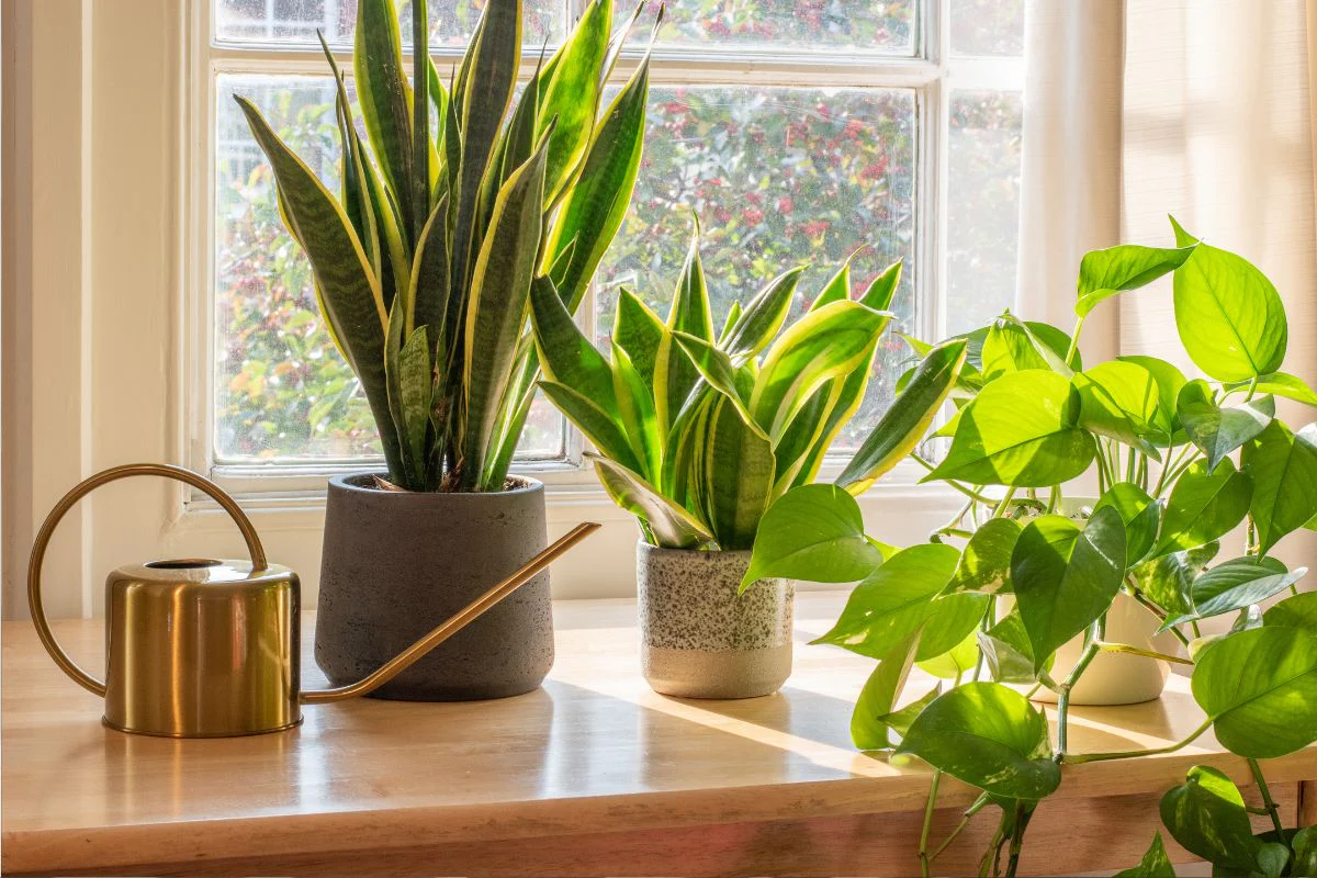 Indoor Plants That Improve Air Quality and Aesthetics