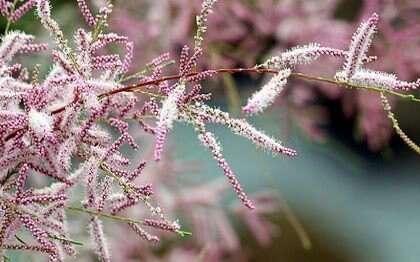 Everything You Need to Know About the ракитовица