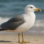 Seagol Mbua: Remarkable Life Story, Career Achievements, and Lasting Influence