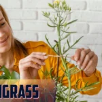Lyposingrass: The Natural Solution for Health