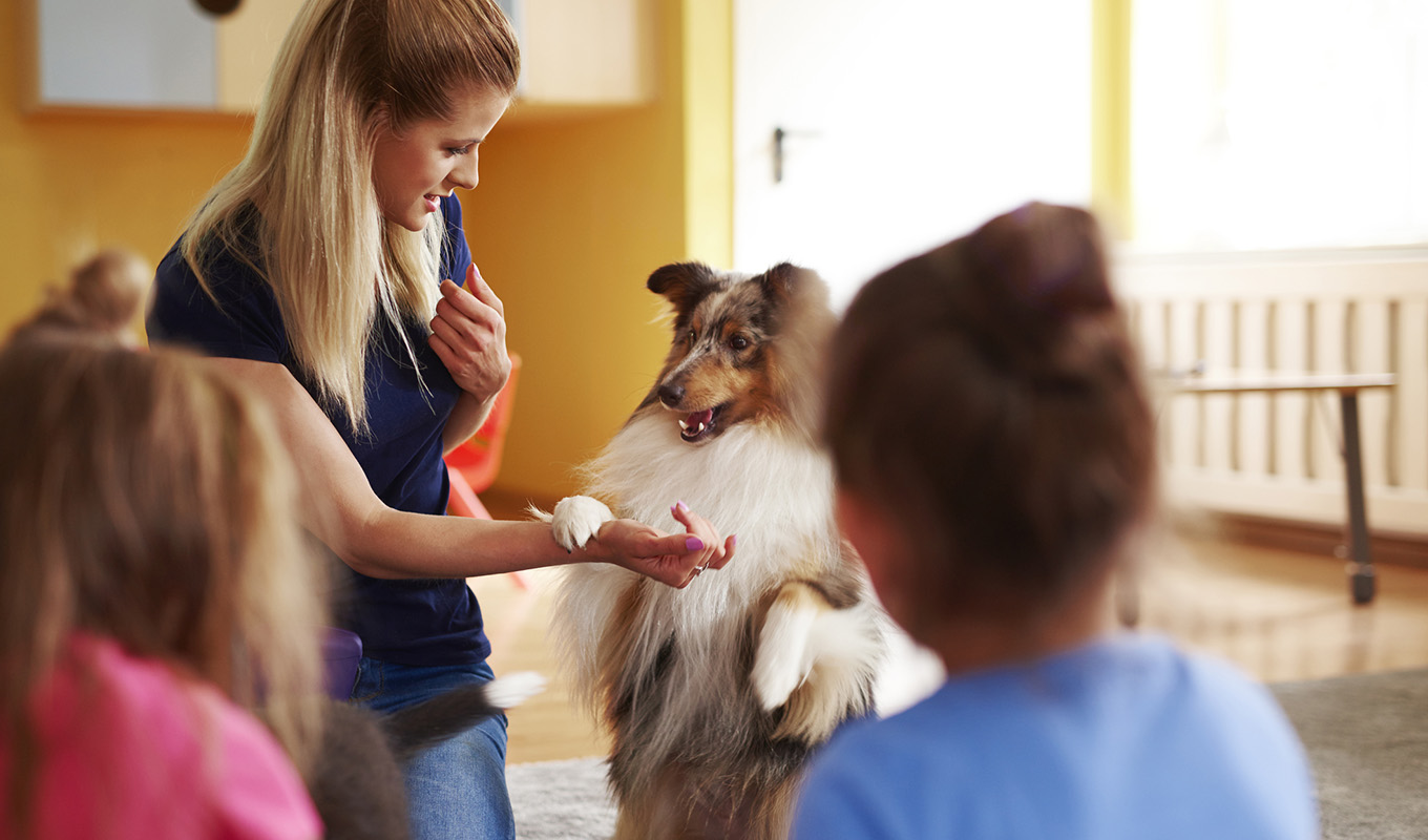Protecting Pup and Pupils: Why School Dog Insurance Matters