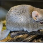 Tsintsilja: The Hidden Gem of Tradition and Mystery