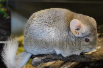 Tsintsilja: The Hidden Gem of Tradition and Mystery