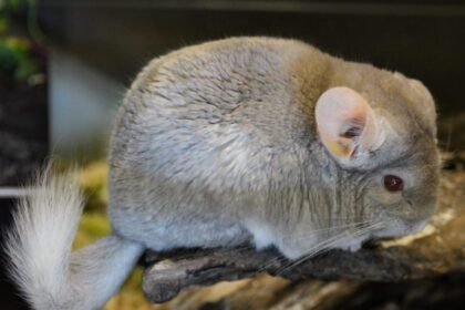 Tsintsilja: The Hidden Gem of Tradition and Mystery