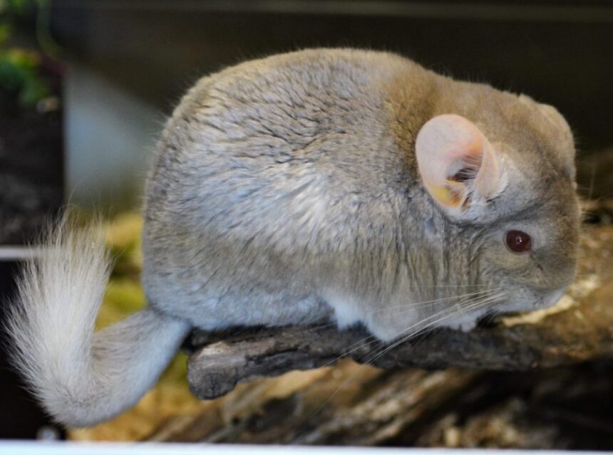 Tsintsilja: The Hidden Gem of Tradition and Mystery