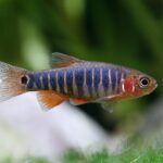 Galaxy in a Tank: The Beauty of Celestichthys