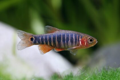 Galaxy in a Tank: The Beauty of Celestichthys