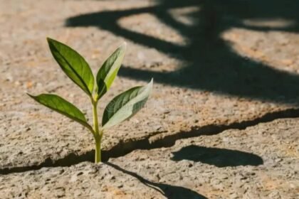 From Curiosity to Clarity — The Power of Findutbes