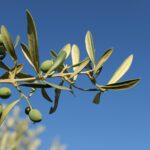 Manzanilla Olives: The Golden Gems of Mediterranean Flavor