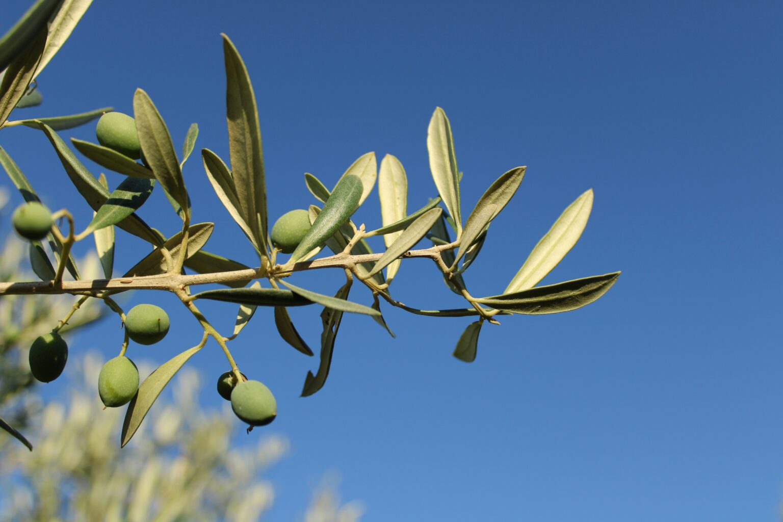 Manzanilla Olives: The Golden Gems of Mediterranean Flavor