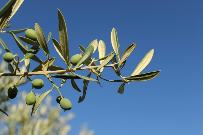 Manzanilla Olives: The Golden Gems of Mediterranean Flavor