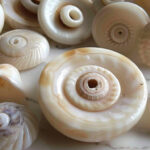 Puka Shell Dreams: The Ocean’s Timeless Treasure