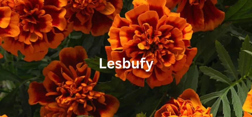 Lesbufy: Ecological Significance and Horticultural Applications