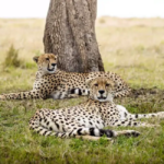 Wild Heart Tanzania: Safari Tours, Travel Joy, and Serengeti Magic All Come Together
