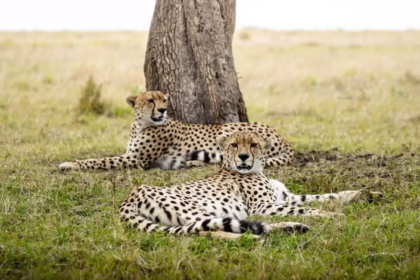 Wild Heart Tanzania: Safari Tours, Travel Joy, and Serengeti Magic All Come Together