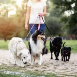 Why North County Is a Great Place for Pet Owners
