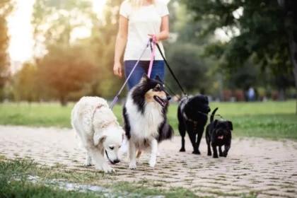 Why North County Is a Great Place for Pet Owners