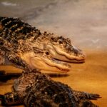Crocolini vs. Traditional Crocodiles: Understanding the Differences