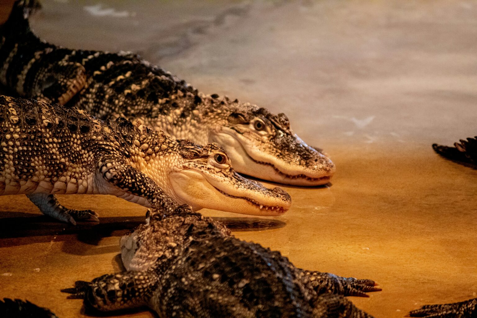 Crocolini vs. Traditional Crocodiles: Understanding the Differences