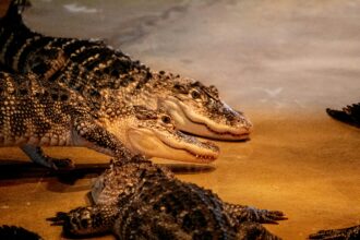 Crocolini vs. Traditional Crocodiles: Understanding the Differences