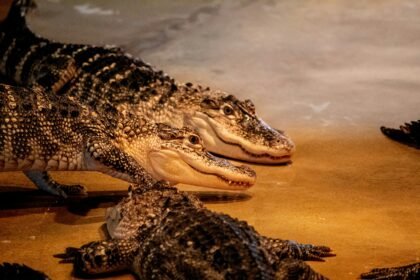 Crocolini vs. Traditional Crocodiles: Understanding the Differences