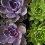 Everything You Need to Know Suçculent