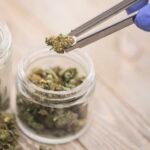 Top 7 Best Online Cannabis Stores in the UK: Ranked Guide for Quality, Safety, and Value