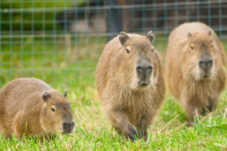 The Comprehensive Guide to Cadibara