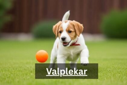 Valplekar: Puppy Play and Cultural Heritage Explained
