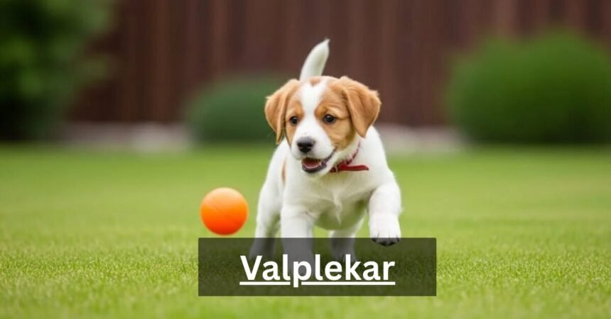 Valplekar: Puppy Play and Cultural Heritage Explained