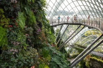 Why Greenery Matters: The Impact of Natural Spaces on Urban Life in Singapore