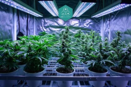 CBD Flower Wholesale: Why Smart Retailers Are Buying in Bulk to Maximize Profits