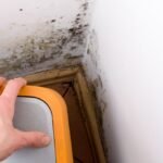 The Silent Threat: What Mold Can Do to Your Property