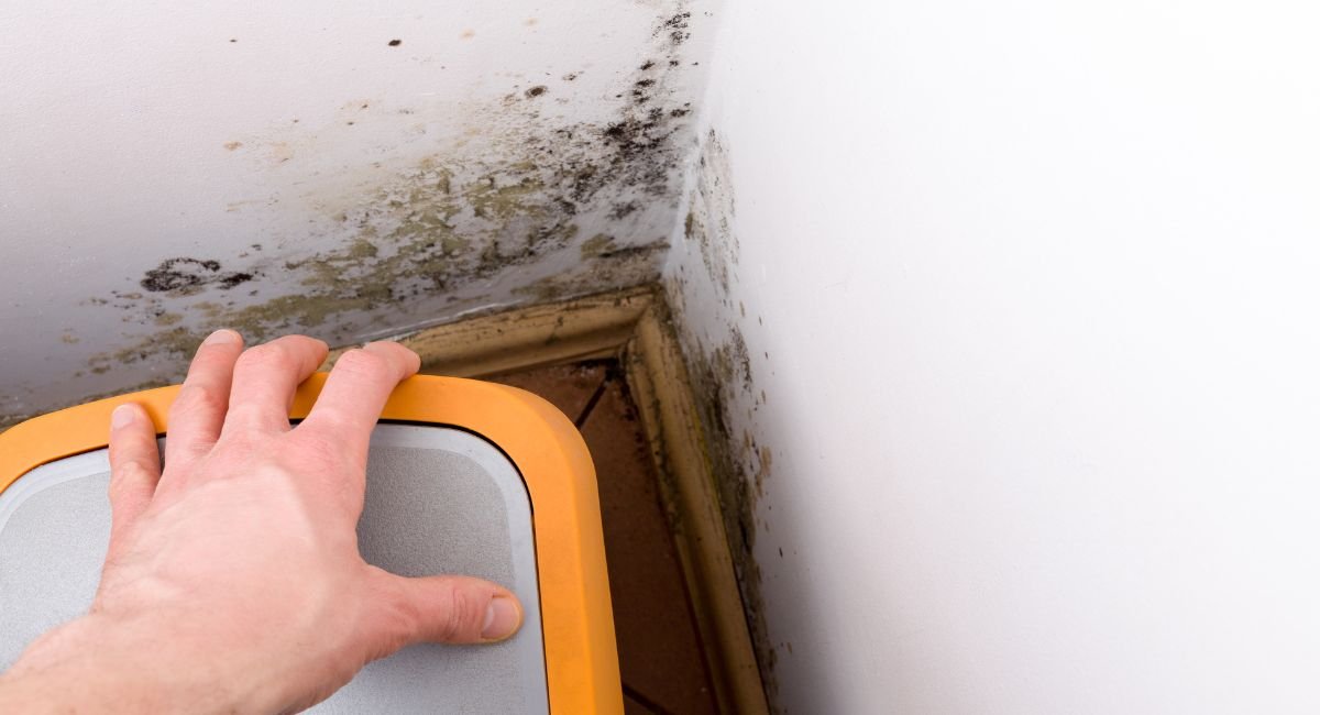 The Silent Threat: What Mold Can Do to Your Property