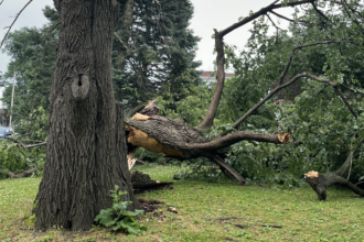 What Are the Most Effective Strategies for Managing Hazardous Trees in Storm-Prone Areas?